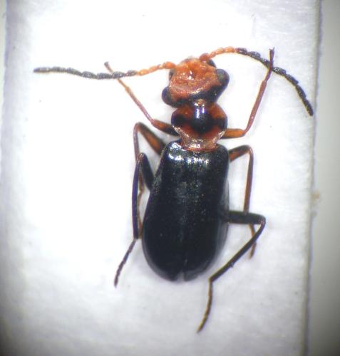 Troglops sp.